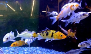 Part of the great selection of healthy KOI at B&B Pet Stop in Mobile, Alabama.  