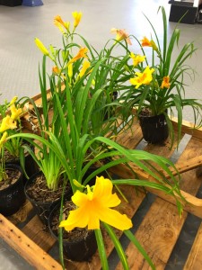 come see the yellow daylilies at B&B Pet Stop