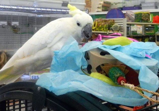 Pickles' "Bird"thday Party at B&B Pet Stop in Mobile, Alabama
