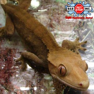 CRESTED GECKO