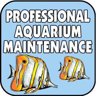 Professional Aquarium Maintenance Service