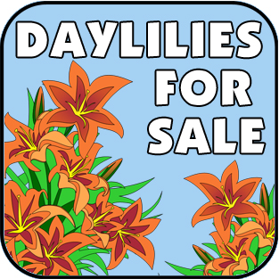 DAYLILIES FOR SALE